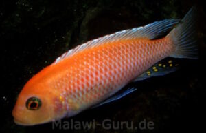 Metriaclima estherae